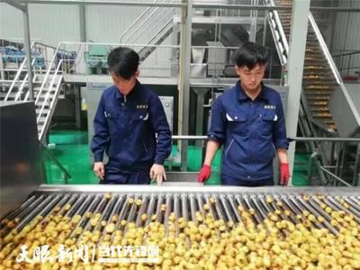 水城:农产品精深加工 小小刺梨成金果